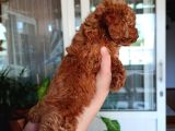 Sevimli Aile Dostu Toy Poodle Yavrularımız