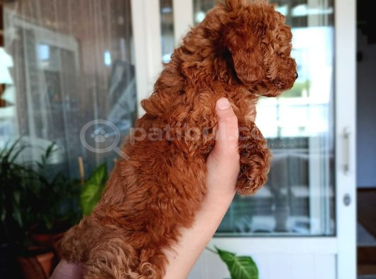 Sevimli Aile Dostu Toy Poodle Yavrularımız görsel