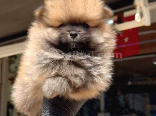 Ayı Surat Mini Boy Pomeranian Boo Erkek Yavrum görsel