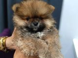 Ayı surat mini boy pomeranian boo erkek yavrum