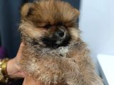 Ayı Surat Mini Boy Pomeranian Boo Erkek Yavrum