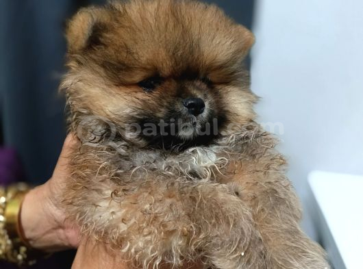 Ayı Surat Mini Boy Pomeranian Boo Erkek Yavrum görsel
