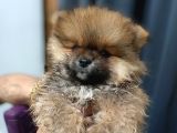 Ayı Surat Mini Boy Pomeranian Boo Erkek Yavrum