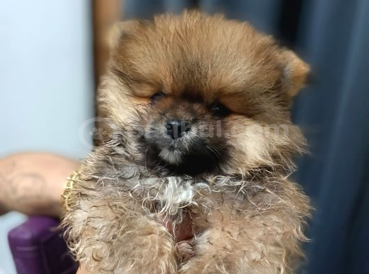 Ayı Surat Mini Boy Pomeranian Boo Erkek Yavrum görsel
