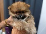 Ayı Surat Mini Boy Pomeranian Boo Erkek Yavrum