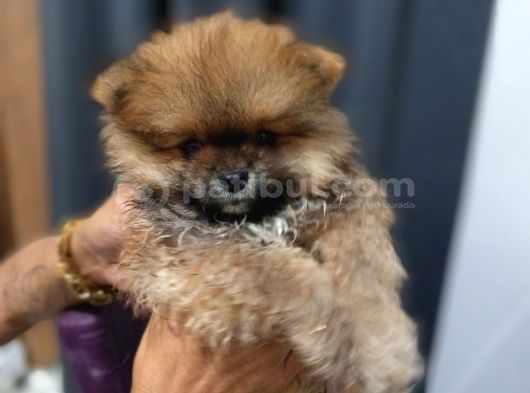 Ayı Surat Mini Boy Pomeranian Boo Erkek Yavrum görsel