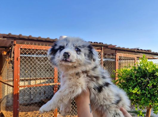 Müthi̇ş Kan Hatti Merle Border Colli̇e Bebeği̇m görsel