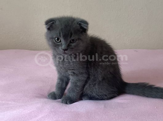 2 Aylık Kırık Kulak Britishler görsel