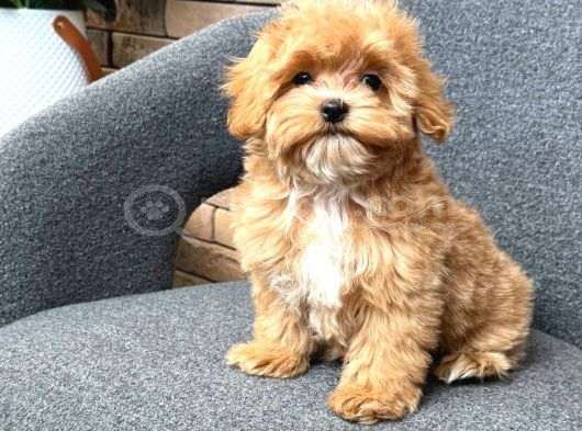 MALTİPOO CİNSİ YAVRULAR EV ÜRETİMİ