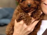 Kipkirmizi Red Toy Poodle Sevi̇mli̇ Yavrular