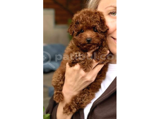 Kipkirmizi Red Toy Poodle Sevi̇mli̇ Yavrular görsel