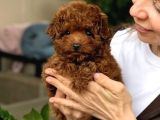 Kipkirmizi Red Toy Poodle Sevi̇mli̇ Yavrular