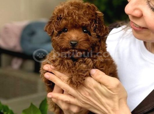 Kipkirmizi Red Toy Poodle Sevi̇mli̇ Yavrular görsel
