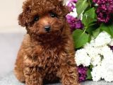 KIPKIRMIZI RED TOY POODLE SEVİMLİ YAVRULAR