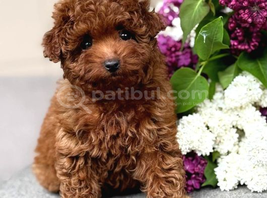 KIPKIRMIZI RED TOY POODLE SEVİMLİ YAVRULAR
