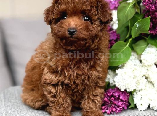 Kipkirmizi Red Toy Poodle Sevi̇mli̇ Yavrular görsel