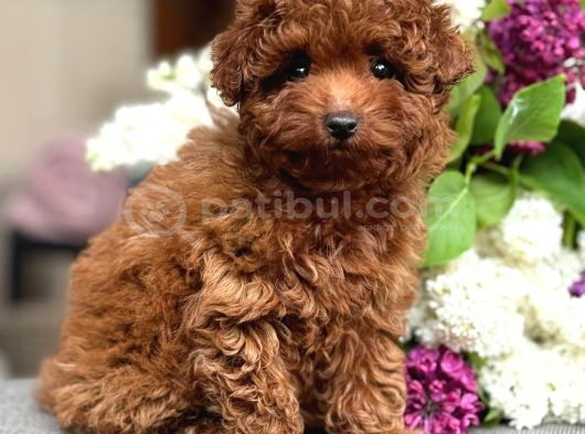 Kipkirmizi Red Toy Poodle Sevi̇mli̇ Yavrular görsel