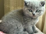 Mükemmel güzellikte british shorthair yavrularımız
