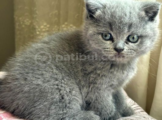 Mükemmel Güzellikte British Shorthair Yavrularımız