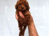 Toy Poodle Sevi̇mli̇ Yavrular Ev Üreti̇mi̇