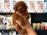 Toy Poodle Sevi̇mli̇ Yavrular Ev Üreti̇mi̇