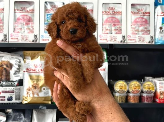 Toy Poodle Sevi̇mli̇ Yavrular Ev Üreti̇mi̇ görsel