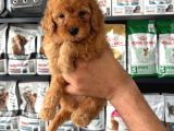 Toy Poodle Sevi̇mli̇ Yavrular Ev Üreti̇mi̇