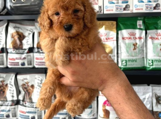 Toy Poodle Sevi̇mli̇ Yavrular Ev Üreti̇mi̇