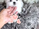 Bichon Safkan Yuva Arıyor