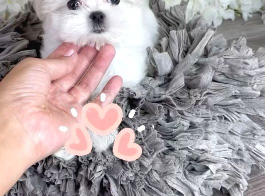 Bichon Safkan Yuva Arıyor görsel
