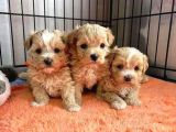 Malti̇poo Ci̇nsi̇ Yavrular Ev Üreti̇mi̇