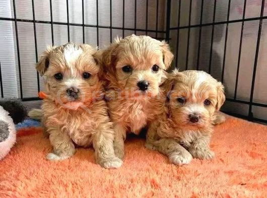Malti̇poo Ci̇nsi̇ Yavrular Ev Üreti̇mi̇ görsel