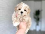 Malti̇poo Ci̇nsi̇ Yavrular Ev Üreti̇mi̇