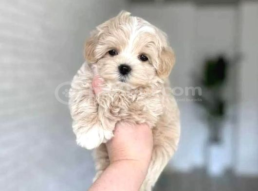 Malti̇poo Ci̇nsi̇ Yavrular Ev Üreti̇mi̇ görsel