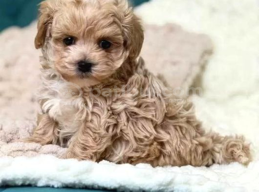Malti̇poo Ci̇nsi̇ Yavrular Ev Üreti̇mi̇