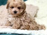 MALTİPOO CİNSİ YAVRULAR EV ÜRETİMİ