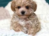 Malti̇poo Ci̇nsi̇ Yavrular Ev Üreti̇mi̇