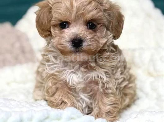 Malti̇poo Ci̇nsi̇ Yavrular Ev Üreti̇mi̇ görsel