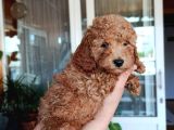Sevimli Aile Dostu Toy Poodle Yavrularımız