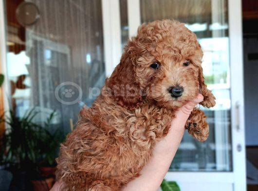 Sevimli Aile Dostu Toy Poodle Yavrularımız görsel