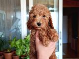 Sevimli Aile Dostu Toy Poodle Yavrularımız