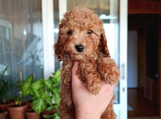 Sevimli Aile Dostu Toy Poodle Yavrularımız görsel