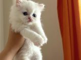 British longhair