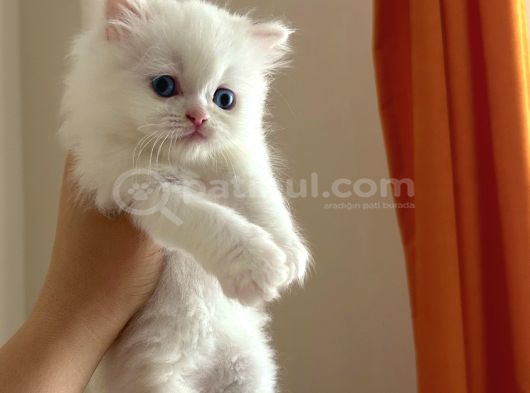 British Longhair