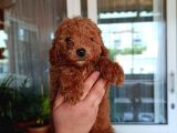 Sevimli Aile Dostu Toy Poodle Yavrularımız