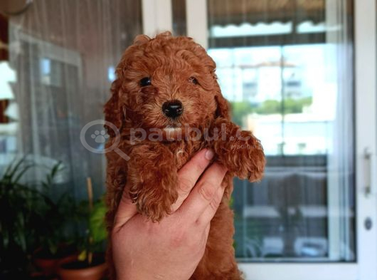 Sevimli Aile Dostu Toy Poodle Yavrularımız