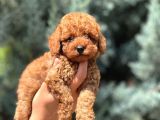 Safkan Toy Poodle Yavru