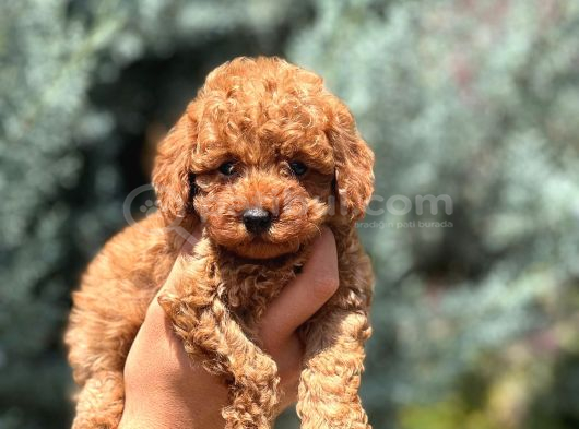 Safkan Toy Poodle Yavru