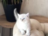 Bi̇blo Ayi Surat Bri̇ti̇sh Shorthai̇r Yavrum