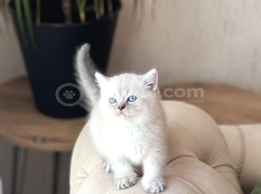 Bi̇blo Ayi Surat Bri̇ti̇sh Shorthai̇r Yavrum görsel